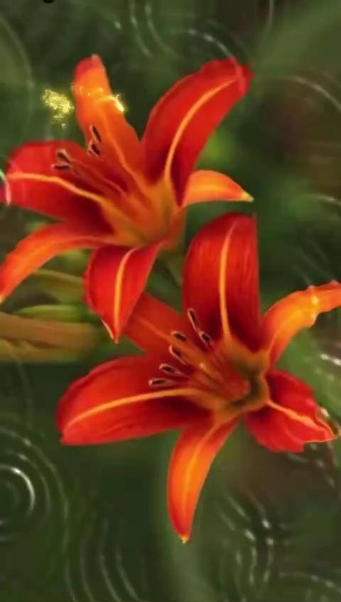 【诗词献校庆】(5)萱草花语